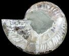 Cut Ammonite Fossil (Half) - Agatized #54362-1